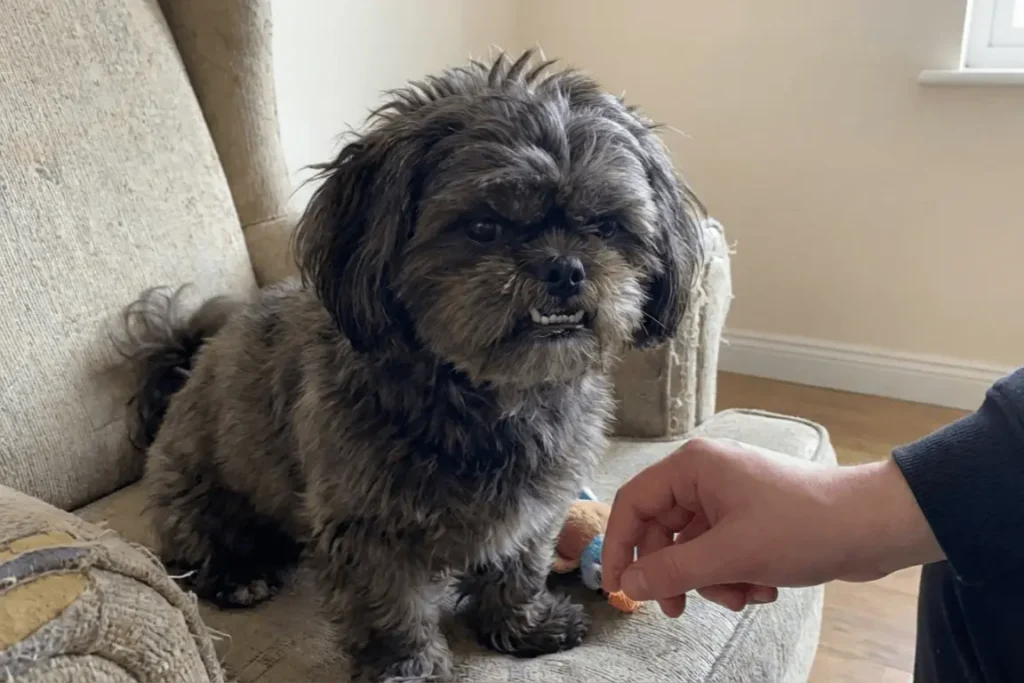 shih tzu bravo - como resolver em 5 passos - passo a passo completo